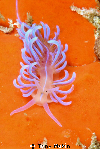 Nudibranch on sponge by Tony Makin 